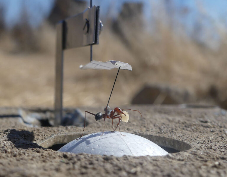 Prédiction chez les insectes : une fenêtre sur la complexité cognitive des cerveaux d’invertébrés