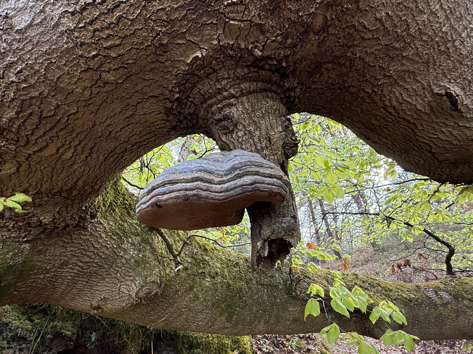 Fontainebleau forêt réserve