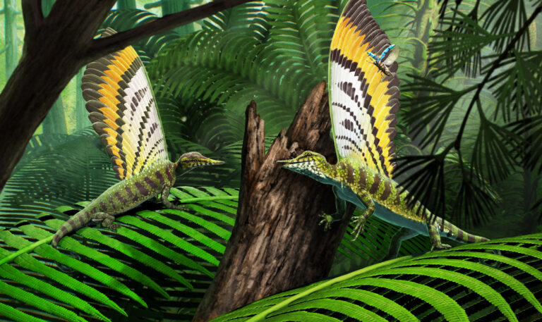 Découverte d’une nouvelle espèce de reptile avec une crête aussi étrange qu’inédite