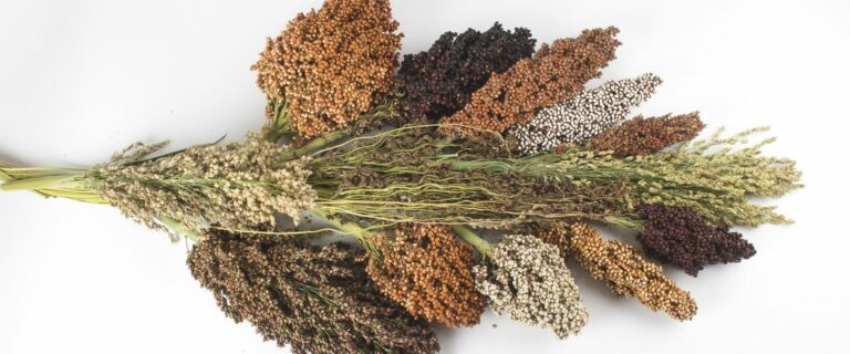 Le Cirad présente sa feuille de route pour une culture durable du sorgho et du mil